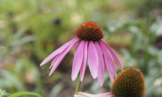 Dùng Echinacea đúng thời điểm giúp tăng cường miễn dịch. Ảnh: Thùy Dương