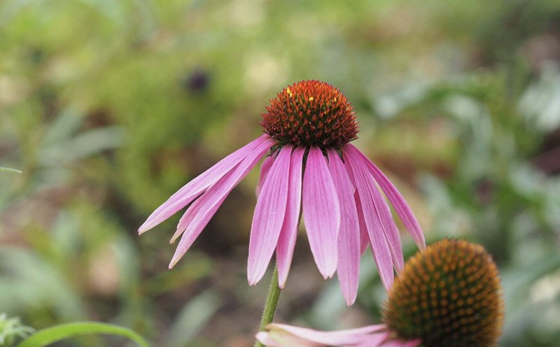 Taking Echinacea at the right time helps boost immunity. Photo: Thuy Duong