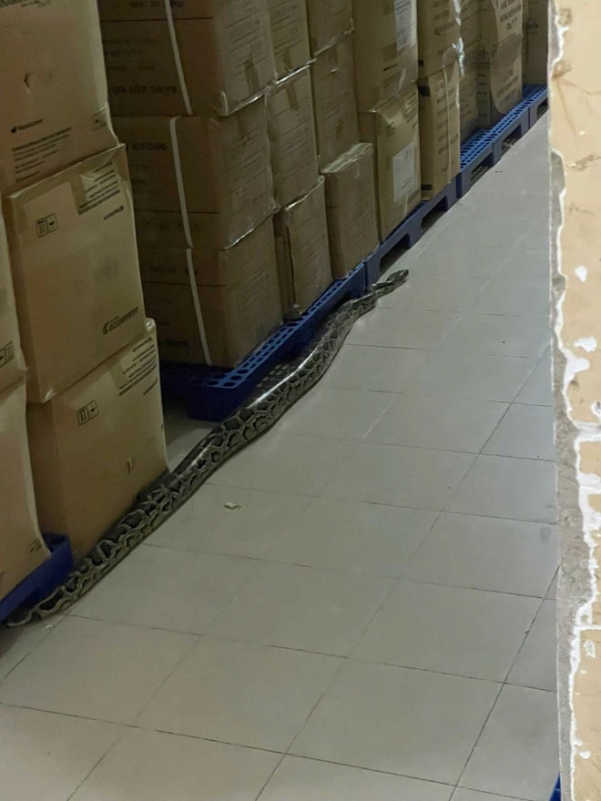 Khánh Hòa rà soát cơ sở nuôi động vật rừng sau vụ trăn, cá sấu xuất hiện ở khu dân cư