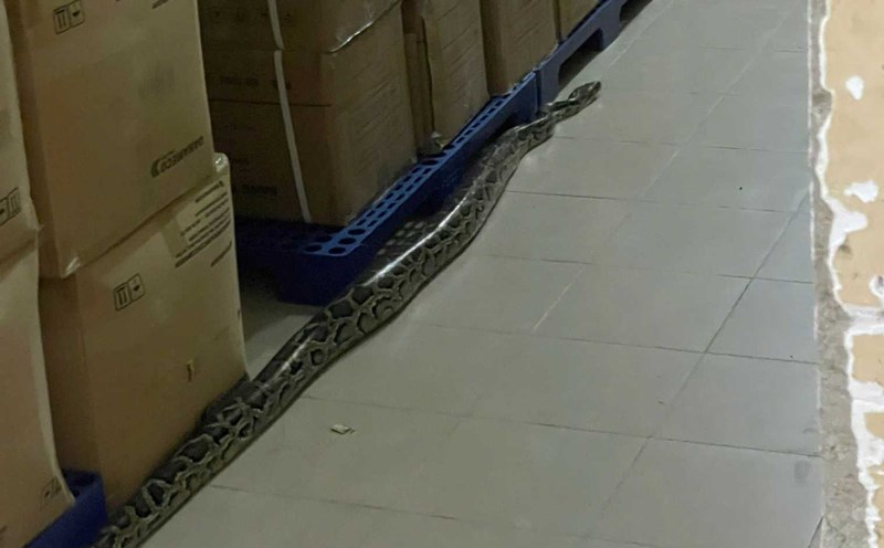Officers at Khanh Hoa Provincial Hospital witnessed a nearly 2 m long elephant ear and a cow in the hallway. Photo: Loc Tho