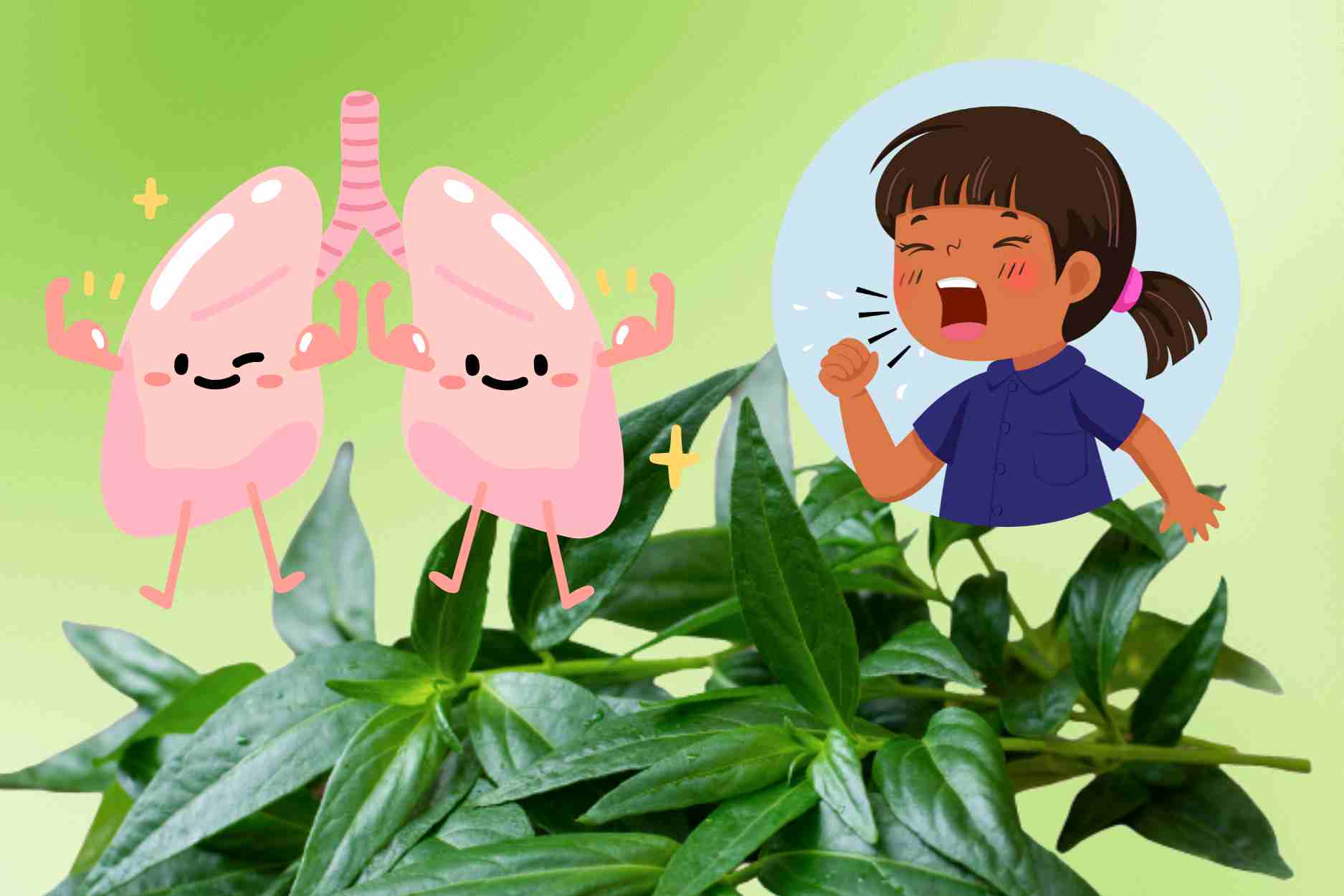 Bitter-tasting plants help detoxify the lungs, reduce cough and fight inflammation effectively