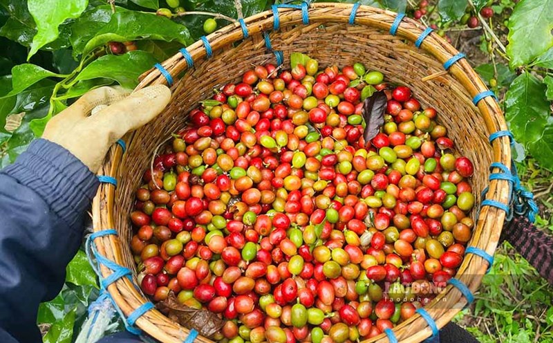 The quality of Arabica coffee Dien Bien is highly appreciated by experts and has its own unique flavor. Photo: Quang Dat