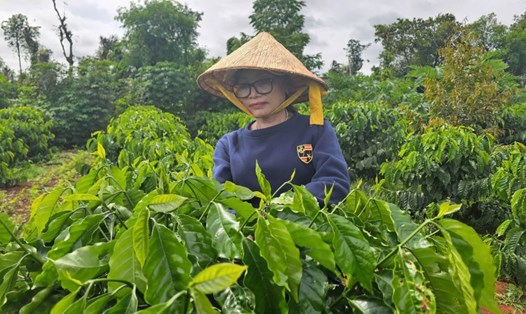 Chị H’Nhung Mlô bên vườn cà phê của gia đình. Ảnh: Thanh Quỳnh