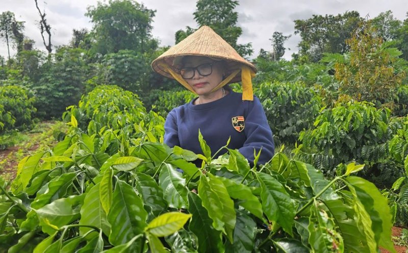 Ms. H'Nhung Mlo in the family coffee garden. Photo: Thanh Quynh