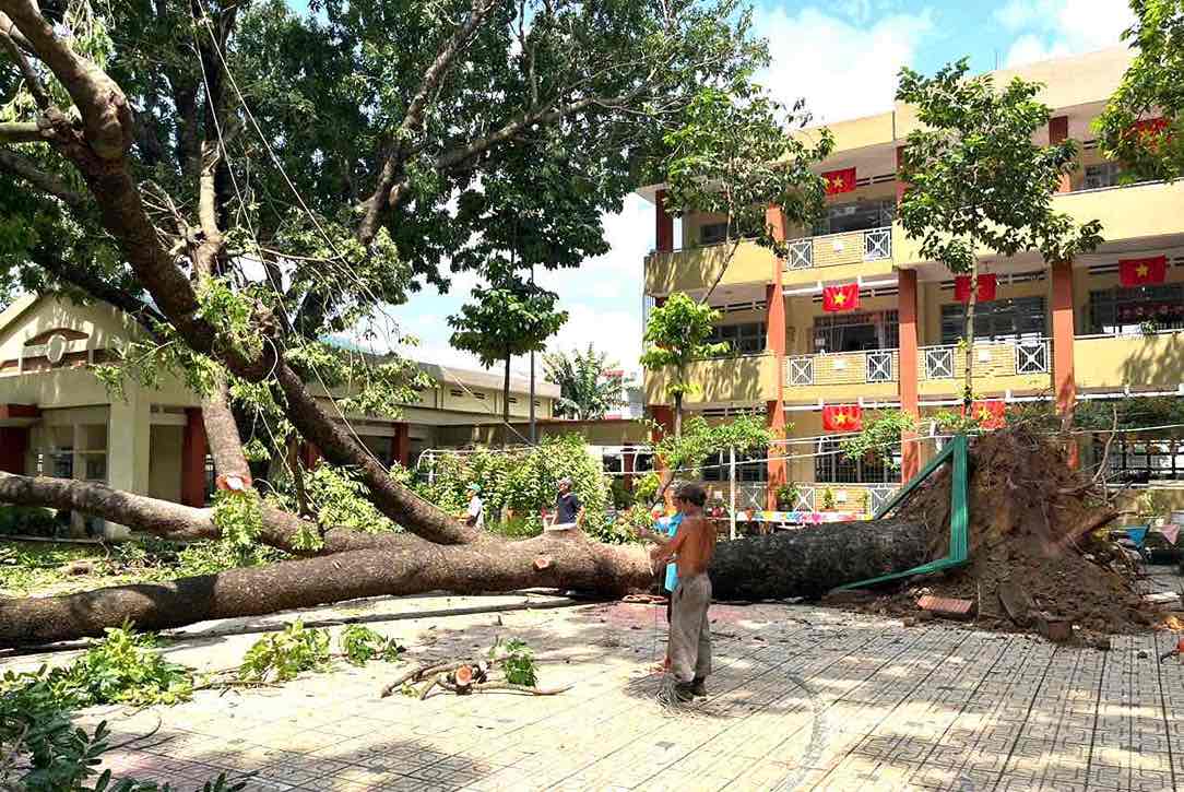 Traitement de l'arbre xa cu tombe dans l'enceinte de l'ecole primaire de Tam Hiep A. Photo : HAC