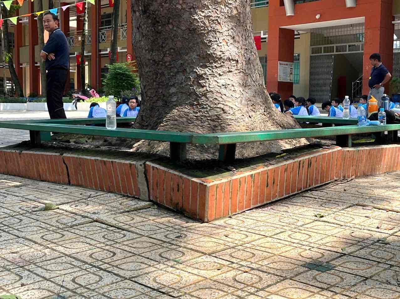 Nhieu goc cay co duong kinh lon trong khuon vien truong tieu hoc Tam Hiep A co nguy co nga do, dac biet trong mua mua bao, can duoc gia co, xu ly de dam bao an toan cho hoc sinh, can bo, giao vien... Anh: HAC