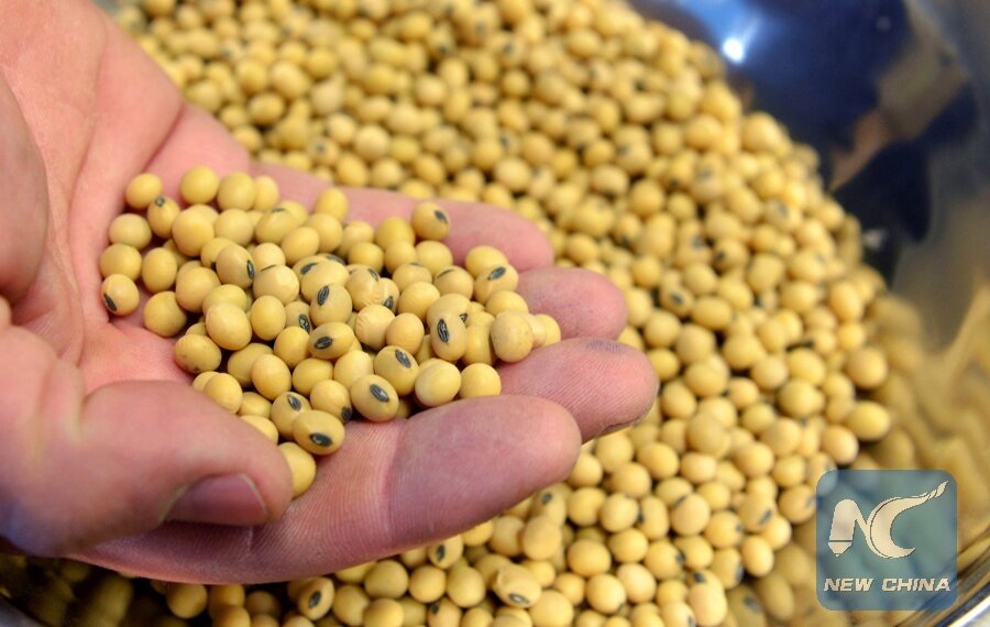 Mot mau dau nanh da qua xu ly tai co so Peterson Farms Seed o Fargo, North Dakota, My. Anh: Xinhua