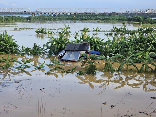 Rising floodwaters caused many properties and crops of people outside the Red River to be flooded. Photo: Long Phi