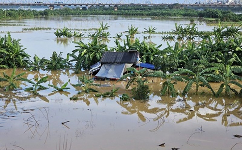 Rising floodwaters caused many properties and crops of people outside the Red River to be flooded. Photo: Long Phi