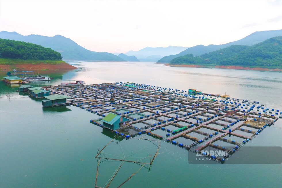 The cage fish farm on Hoa Binh lake brings a stable source of income to local people. Photo: Yen San