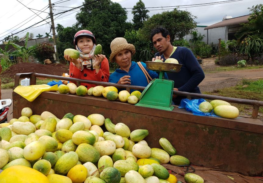 Watermelon is transported to be sold by tractors, spreading the flavors of the village in Dak Lak. Photo: Thanh Quynh