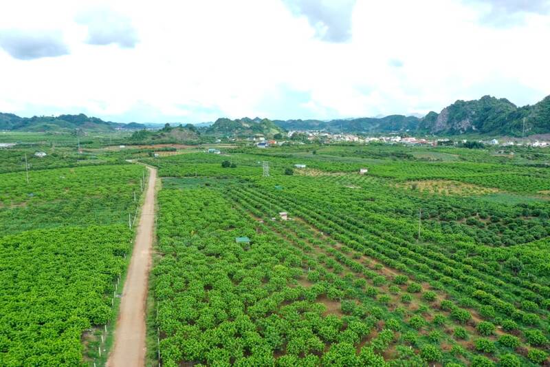 Xa Mai Son la thu phu cua cay na tai tinh Son La. Anh: Nhat Minh