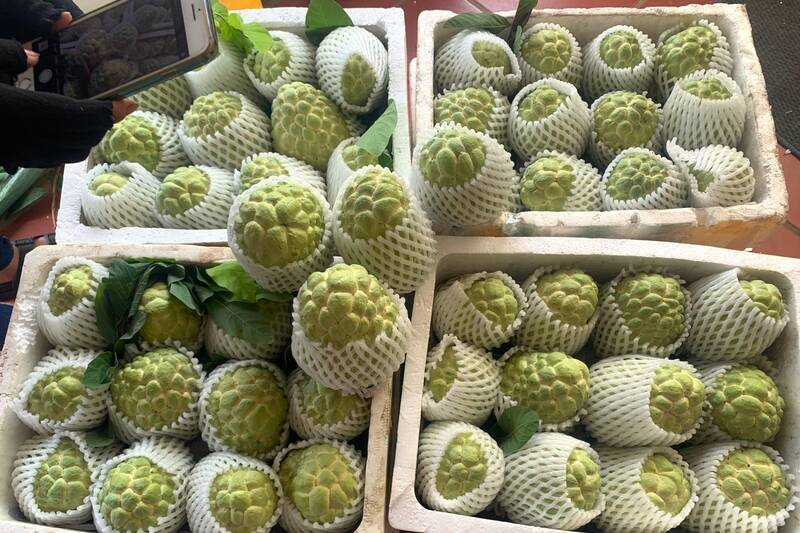 Na sau khi thu hoach duoc nha vuon dong goi can than truoc khi xuat ban. Anh: Truong Son