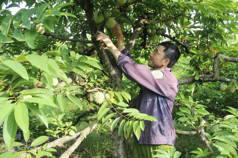 Nguoi dan xa Mai Son thu hoach na dai truyen thong. Anh: Truong Son