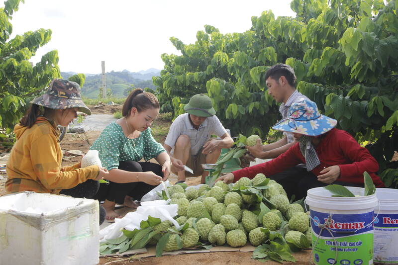 Nhieu thuong lai den tan vuon thu mua na. Anh: Truong Son