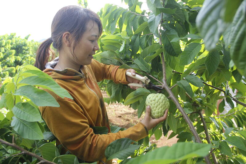 Les gens de Mai Son Commun, fils de la province ont recolte Na. Photo: fils truong