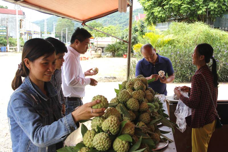 Nhieu quay ban na duoc cac nha vuon mo ra doc Quoc lo 6, doan qua dia phan xa Mai Son. Anh: Truong Son