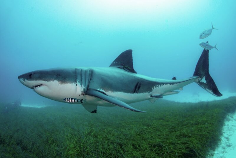 The management board of a local school confirmed that shark meat was the culprit in the poisoning incident in Indonesia. Photo: Xinhua