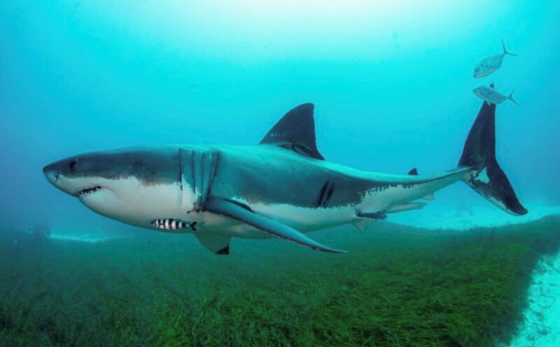 The management board of a local school confirmed that shark meat was the culprit in the poisoning incident in Indonesia. Photo: Xinhua