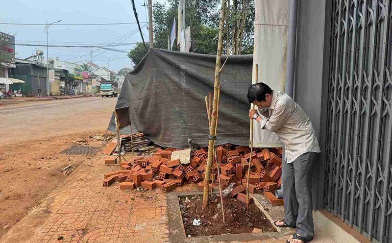 Trees planted inside the campus, close to a house in Buon Ho ward, Dak Lak province. Photo: Bao Trung