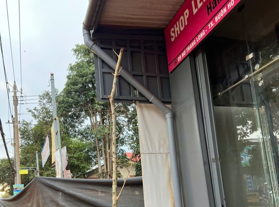 Cay xanh trong au, nam sat canh nha nguoi dan. Anh: Bao Trung