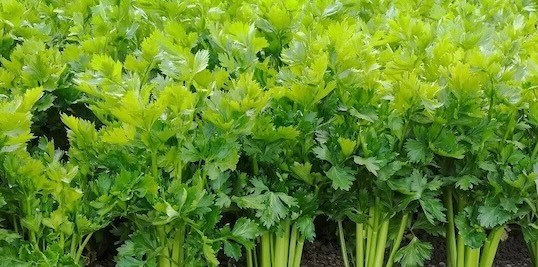 Parsley has many uses to help purify the kidneys. Photo: Kieu Vu.