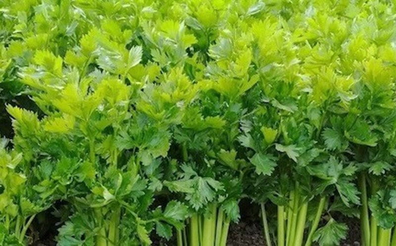 Parsley has many uses to help purify the kidneys. Photo: Kieu Vu.