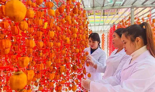 Làm hồng treo gió cực kỳ tỉ mỉ. Những quả hồng trồng trên đất Lạng Sơn  phải được gọt, treo giàn, đến ngày thứ 5 phải massage từng quả để tạo mật tự nhiên.