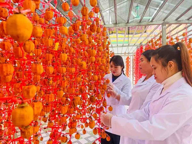 Hồng vành khuyên và hành trình khởi nghiệp của những người phụ nữ vùng biên Lạng Sơn