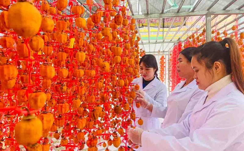 Make the wind hanging roses extremely meticulously. The persimmons grown on Lang Son soil must be picked, hung, and each fruit must be massed on the 5th day to create natural honey.