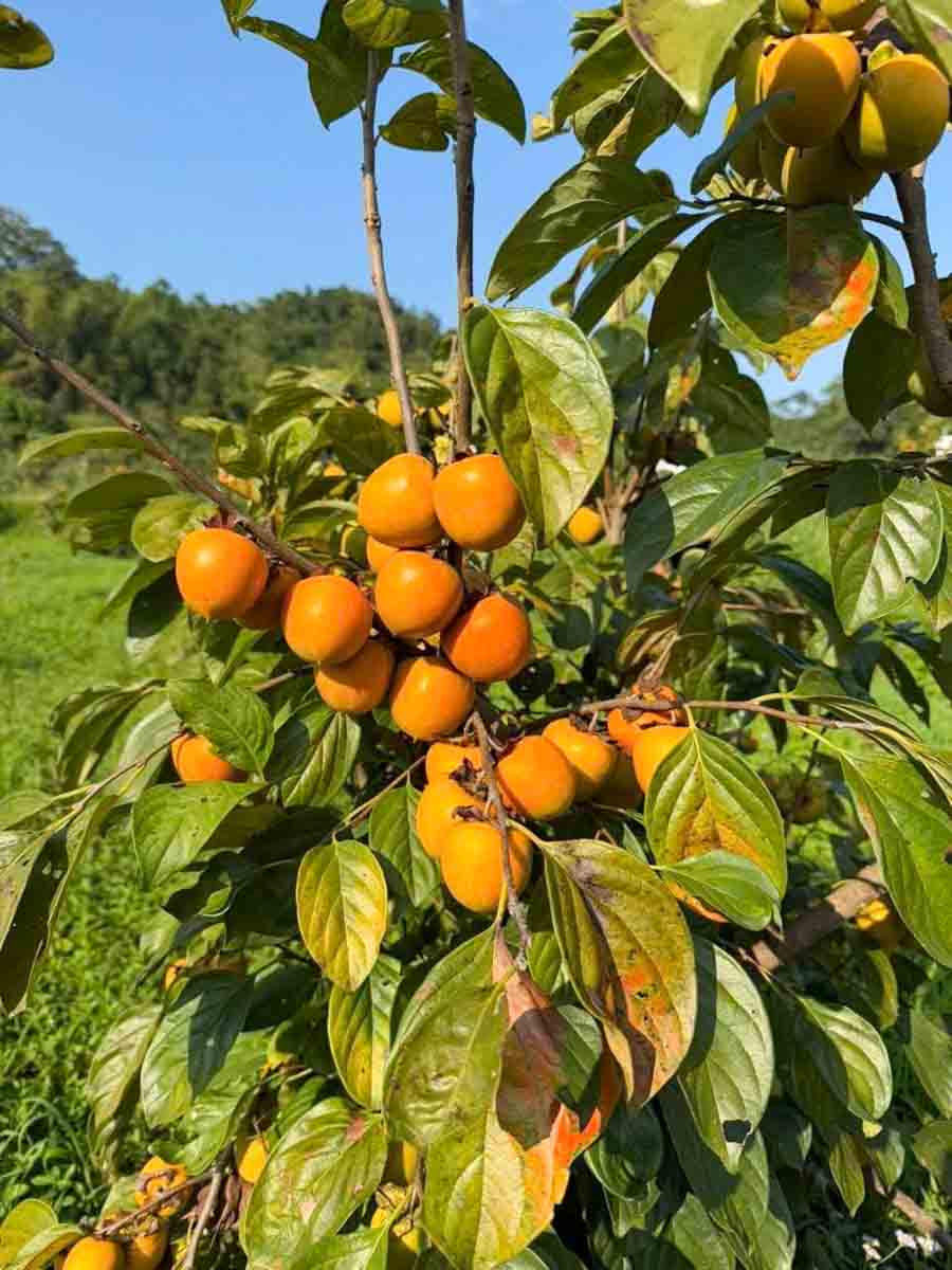 moi qua hong vanh khuyen khong chi la nong san, do la ket tinh cua su doi moi, khat vong va niem tu hao que huong.