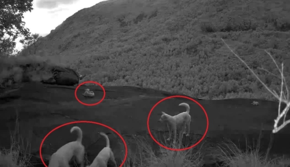 The forest rangers have set 3 camera traps to verify information about the suspected white monkey appearing in Hon Son. Photo: Provided by the Forest Rangers