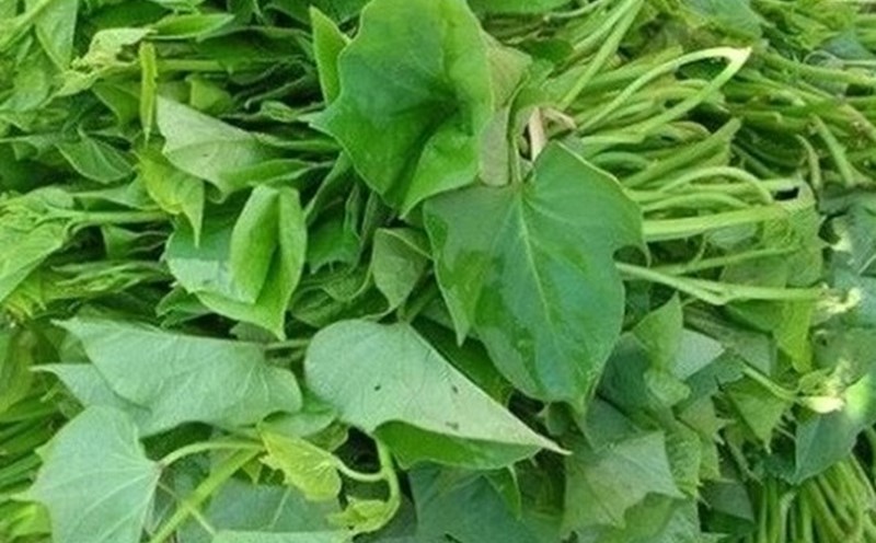 Sweet potato leaves can contribute to natural blood pressure reduction if combined with a healthy diet. Photo: Kieu Vu.