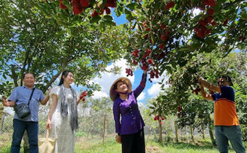 Tourism welcomes more than 51,000 visitors to museums, libraries, relics and tourism. Photo: Department of Culture, Sports and Tourism of Vinh Long