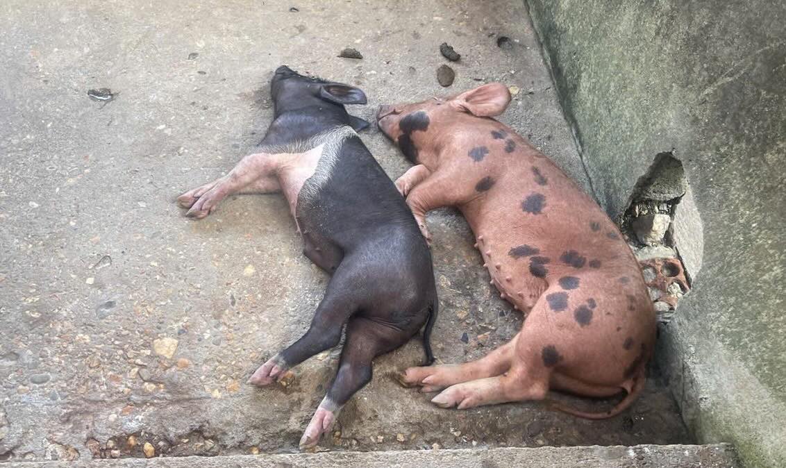 Dead pigs appear in Quang Tri. Photo: Hai Quy