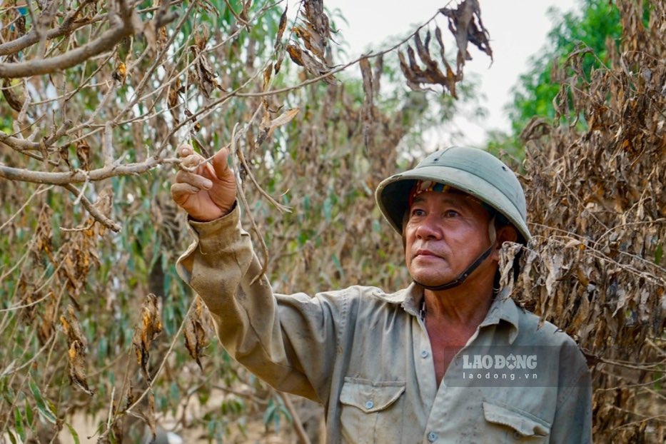The largest peach growing village in Thai Nguyen was devastated after the historic flood. Photo: Dang Vu.