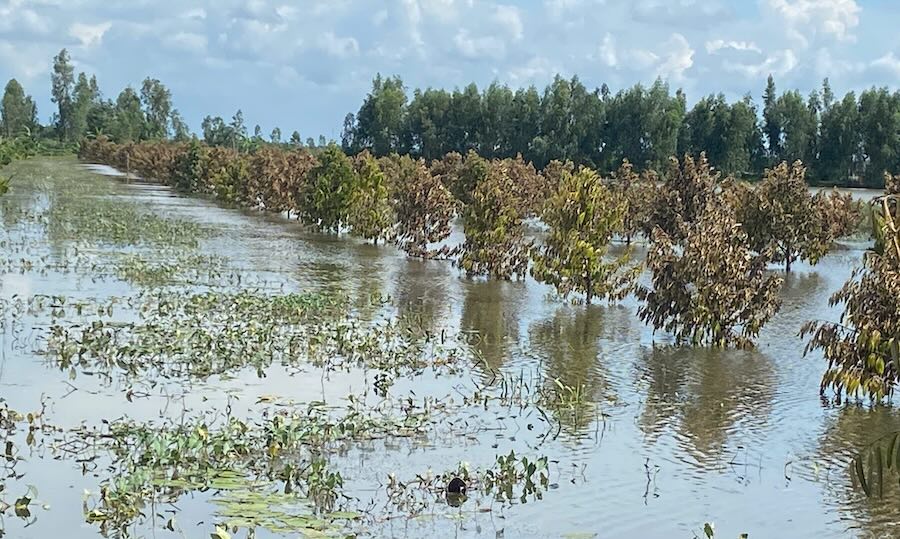 Nhieu dien tich cay an trai thuoc vung Dong Thap Muoi tinh Tay Ninh bi ngap lu. Anh: Duy Minh