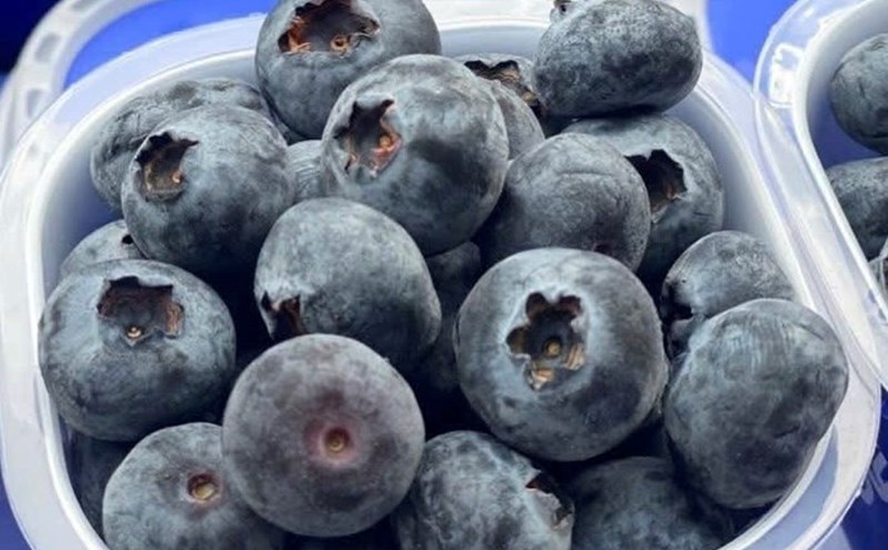 Blueberries combined with a bowl of oatmeal in the morning can help purify the kidneys. Photo: Kieu Vu.