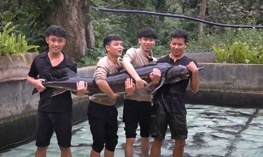 Cá tầm Siberi sẽ được kết nối, tiêu thụ tại Tuần lễ Nông sản Việt 2025. Ảnh: DMS