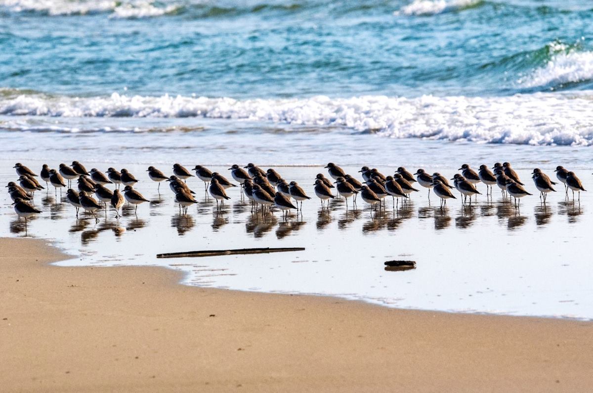 バイトゥロン国立公園のモンチドリ。写真: バイトゥロン国立公園管理委員会
