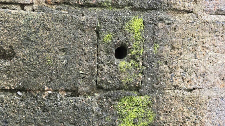 苔むした家の壁は、生活空間の健康と美観を確保するために、すぐに処理する必要があります。写真: トゥアン・ダット