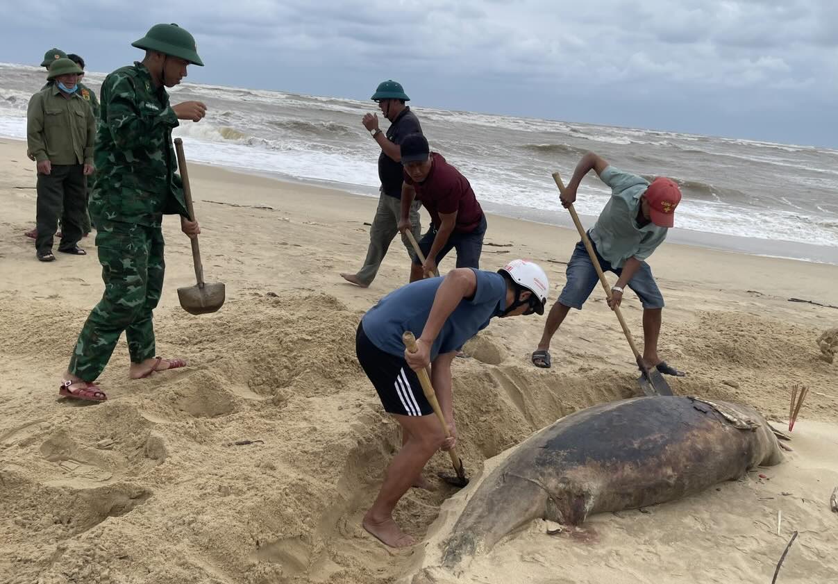 The 150kg school pond drifted ashore in Nhat Le. Photo: Nhat Le Border Guard Station