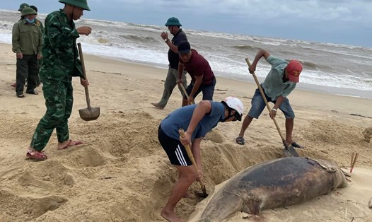 Cá heo nặng khoảng 150kg trôi dạt vào bờ biển Nhật Lệ. Ảnh: Đồn Biên phòng Nhật Lệ