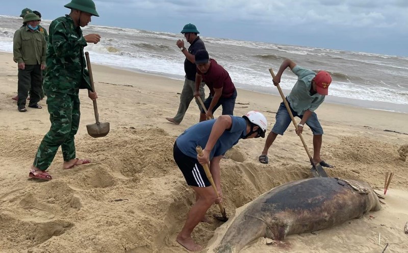 The 150kg school pond drifted ashore in Nhat Le. Photo: Nhat Le Border Guard Station