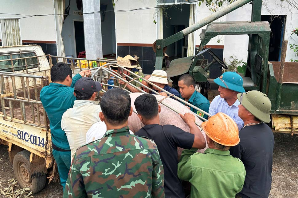 Luc luong chuc nang ho tro dan di chuyen vat nuoi. Anh: Hoai Phuong