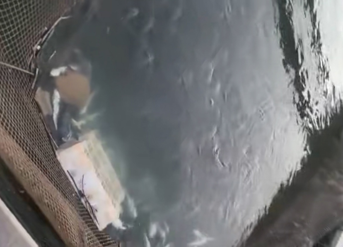 Fish raised in cages died after heavy rain in Cau Tien village, Van Don special zone, Quang Ninh province. Photo: Provided by the people