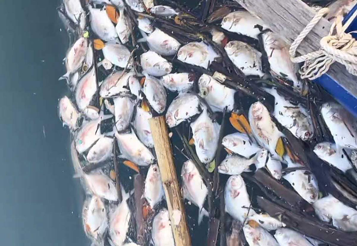 Ca chet noi trang mat nuoc trong long nuoi. Anh: Cong TTDT Van Don