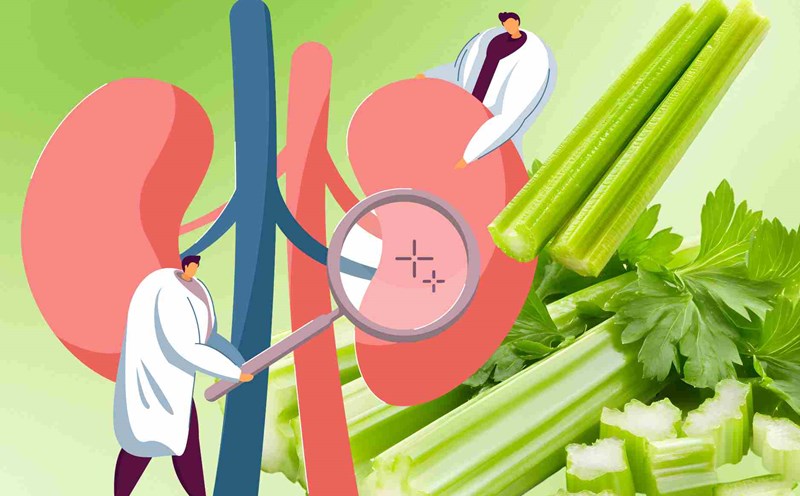 Appropriate celery intake helps kidney patients maintain stable health
