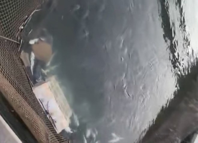 Ca nuoi trong long be chet rai rac sau mua lon tai thon Cap Tien, Dac khu Van Don, tinh Quang Ninh. Anh: Nguoi dan cung cap