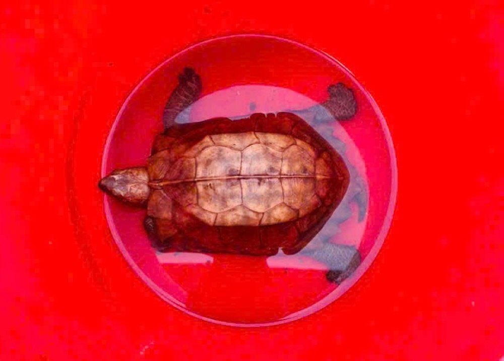 希少な個体のイナガメの画像が発見され、人々に引き継がれたばかりです。写真: H.グエン